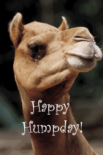 Happy Humpday S Find And Share On Giphy