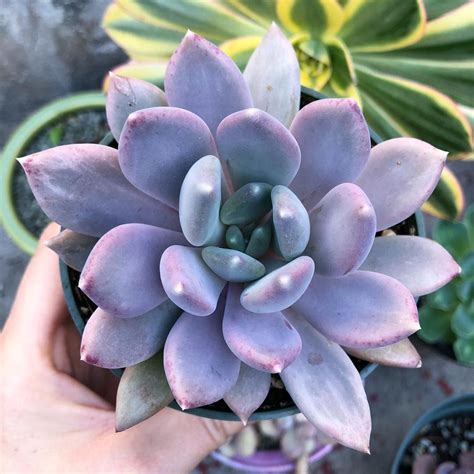 Succulent Types Purple