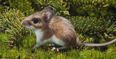 The Deer Mouse Critter Science