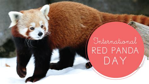 International Red Panda Day 2020