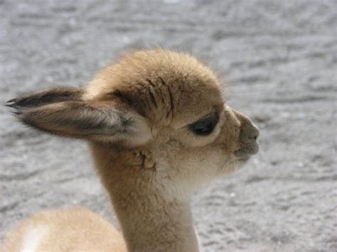 15 Best Guanaco And Vicuna Images On Pinterest Bing