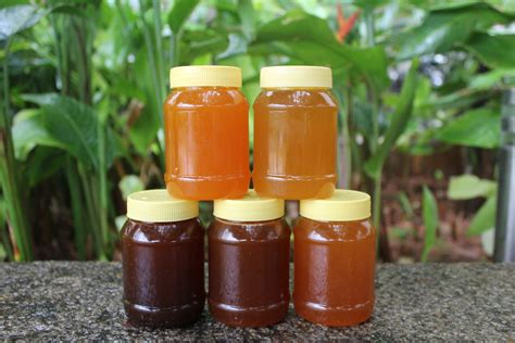 Raw Forest Honey 100 Pure Unprocessed 750g Rangamalai Organic