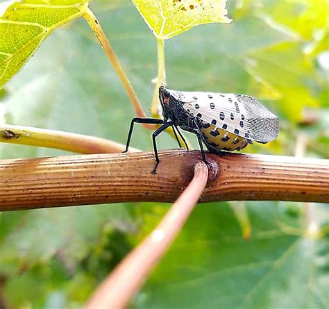The spread of spotted lanternfly | Good Fruit Grower