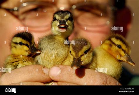 Lock Keeper Tony Wright Holds Four Of The Eight Ducklings He Saved
