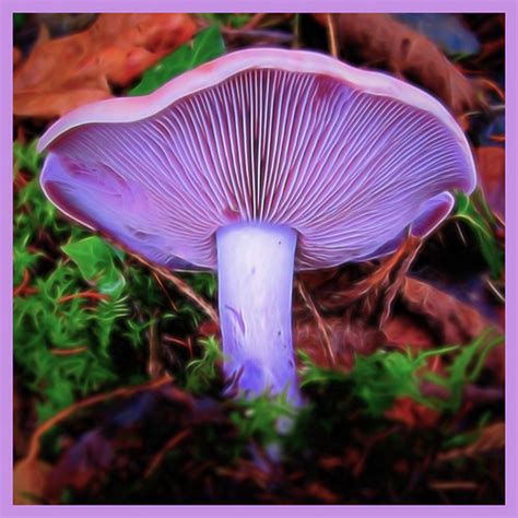 Magic Mushroom Hss Enhanced With The Topaz Glow Liquify Flickr