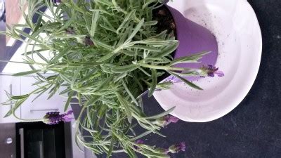 You can plant lavender in the ground or in a pot for easy transportation during cold months. Help! Young potted lavender is drooping heavily ...