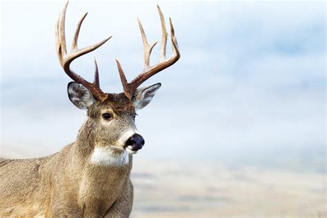 World Record Whitetail The Top 5 Typical Archery Bucks