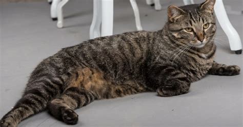 Manx Cat Everything You Need To Know About The Breed