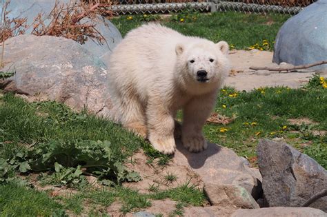 Juno The Polar Bear Cub Turns 6 Months Old Citynews Toronto