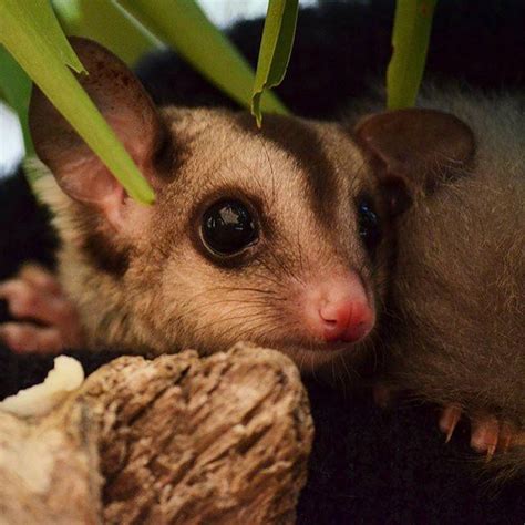 Endangered Mahogany Glider Joey Born At Wildlife Habitat Queensland