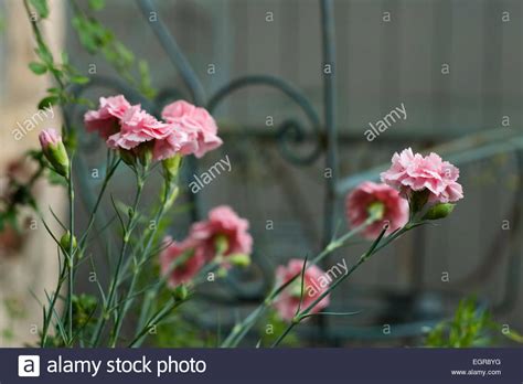 Vintage Dianthus Hi Res Stock Photography And Images Alamy