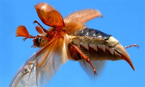 The Chubby Insects Terrorising Britains Backyards The Plague Of Fat