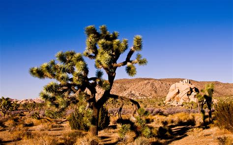 Download Earth Joshua Tree National Park Wallpaper By Dhobbs18