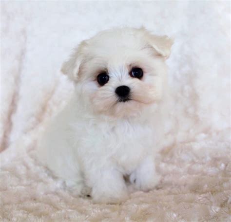 Click here to view photos! Maltipoo Puppy for sale California "lil Roo" | iHeartTeacups
