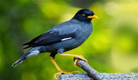 Burung hantu kini banyak dijadikan sebagai binatang peliharaan. 37 Jenis Hewan Peliharaan Unik, Lucu dan Cara Perawatannya
