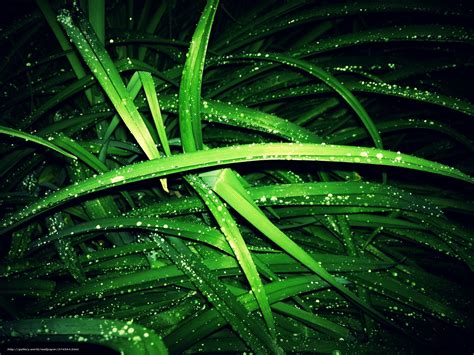 Download Wallpaper Grass Capital Rain Greens Free Desktop Wallpaper