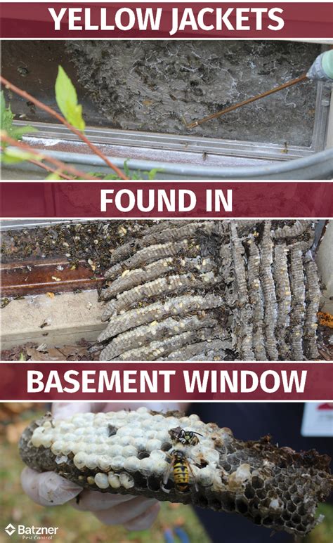 The router supports nested files. A yellow jacket nest was found in a client's basement ...
