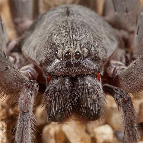 New Species Of Terrifying Giant Spider Discovered In Mexican Cave
