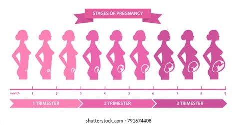 613 3 Months Pregnant Images Stock Photos 3d Objects And Vectors