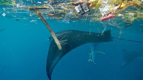 Not So Nutritious How Microplastics Are Polluting The Diet Of Manta
