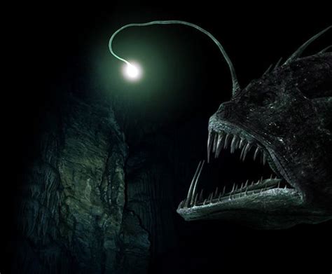 Deep Sea Angler Fish With Light Anglerfish Size And Facts Seafish