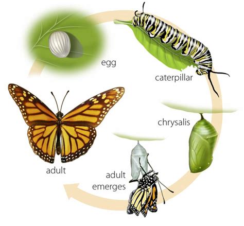 Life Cycle Of A Butterfly Pictures Free Printable Worksheets