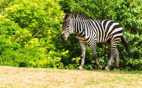 Download Wallpapers Zebra Striped Animal Africa Wildlife Summer Small Zebra For Desktop