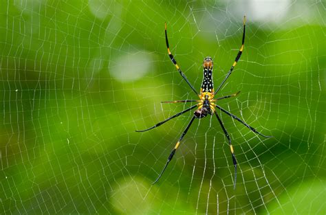 That's because it's capable of taking down large birds, bats, and snakes! Golden silk orb-weaver or Giant Wood Spider ( Nephila pili ...
