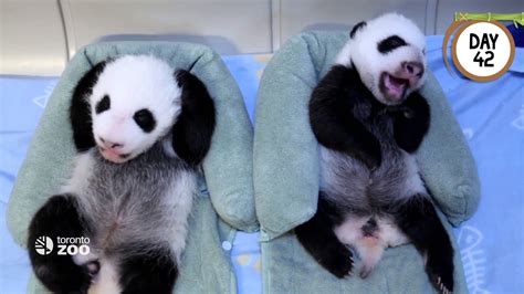 Toronto Zoos Panda Babies Up For Award Rci English