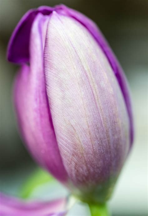 Free Images Petal Purple Flower Bud Close Up Lilac Botany