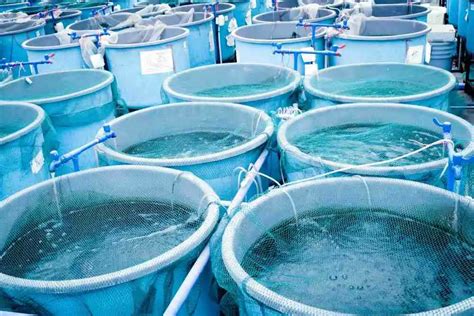 Vertical Fish Farming A New Era In Indoor Aquaculture Fish Article