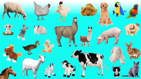 Learn Domestic And Farm Animals Names And Sounds For Toddlers Kids