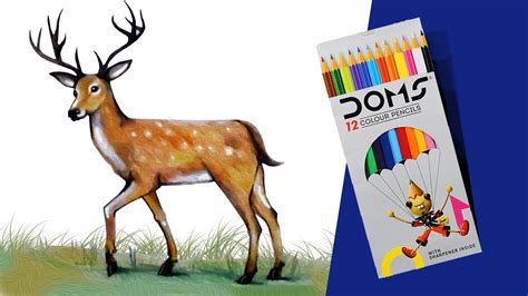 How To Draw Deer How To Draw A Deer Using Pencil Color Easy Pencil