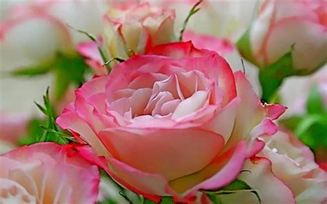 Valentines Day Pink Rose Flower Romances Image Wallpaper Hd