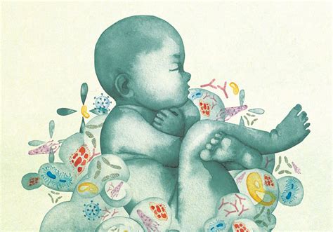 The Gut Microbiome Is More Malleable In The First Two Years After Birth