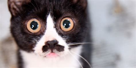 The Science Behind How Cute Tuxedo Cats Get Their Patchy Fur The