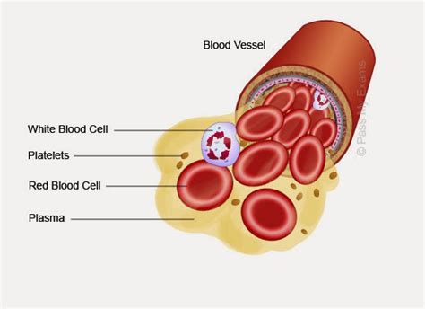 45 The Components Of Blood O2 And Co2 Transport Biology Notes For A
