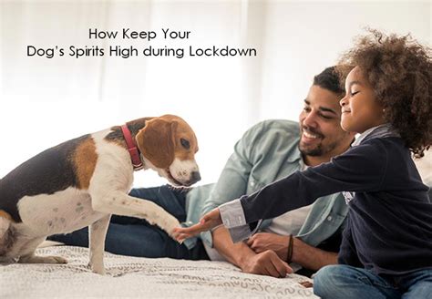 Justice secretary robert buckland said he supported clamping down on the 'tiny minority' of people who are not willing to obey the lockdown. How Keep Your Dog's Spirits High during Lockdown
