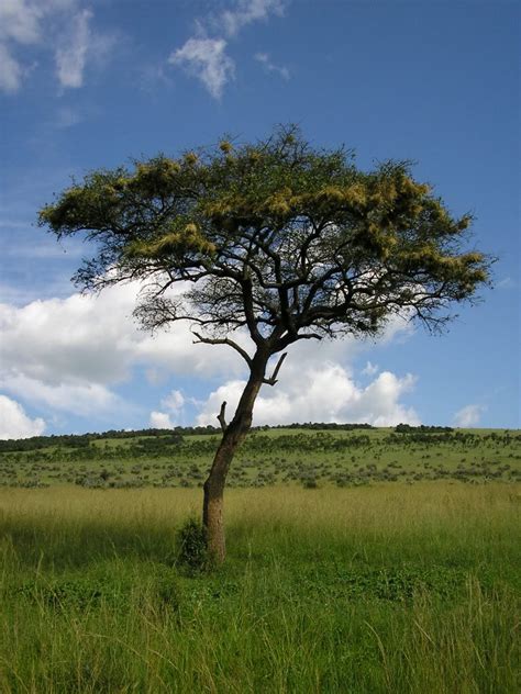 Acacia Tree Pictures