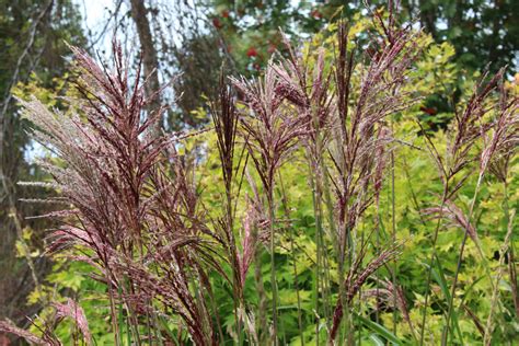 Miscanthus Sinensis Red Chief Ballyrobert Gardens