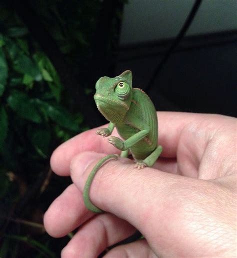 115 Chameleon Babies That Will Make You Fall In Love With