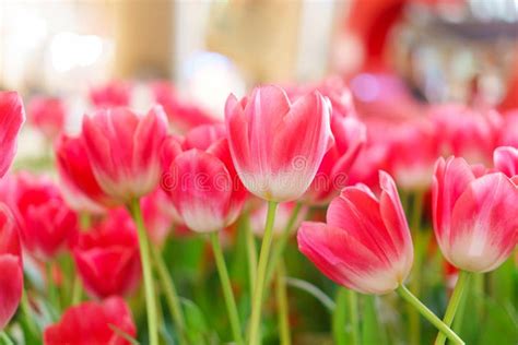 Beautiful Red Tulips Flower Stock Photo Image Of Colorful Landscape