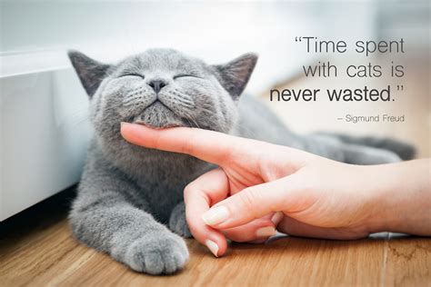45 Best Cat Quotes For Every Occasion Shutterfly