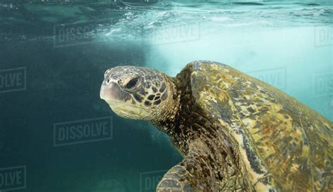 Hawaiian Green Sea Turtle Cruising Through Clear Water And Over Coral