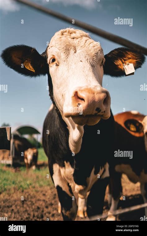 Cow Watching Directly Into The Camera Stock Photo Alamy