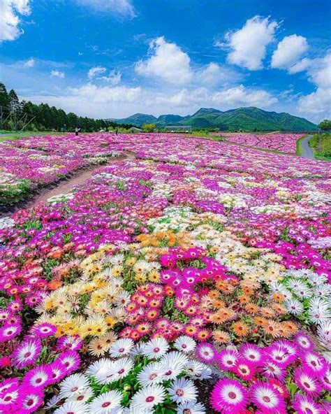 A Sea Of Flowers