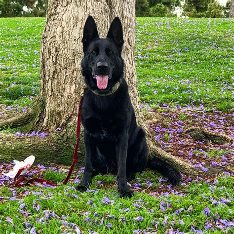 Solid Black German Shepherd Ozzie Vom Schwarze Hunde 2 Years Old Dog