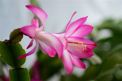 Old, and i'm gonna try to ask this: Christmas Cactus, Easter Cactus | Christmas cactus, Easter ...