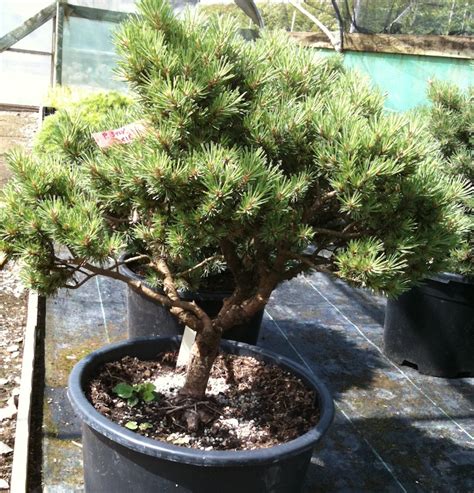 This cultivar looks like the best mugo pine you have ever seen without having to prune. Two needle pines - Swindon & District Bonsai