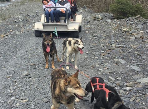 Seward Dogsledding Day Tour Seaveys Iditarod Sled Dog Tour